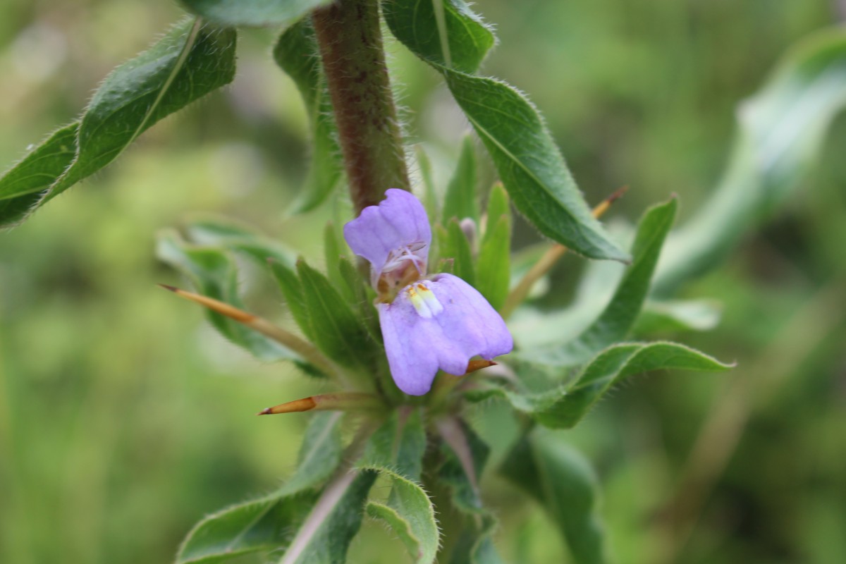 Hygrophila auriculata (Schumach.) Heine